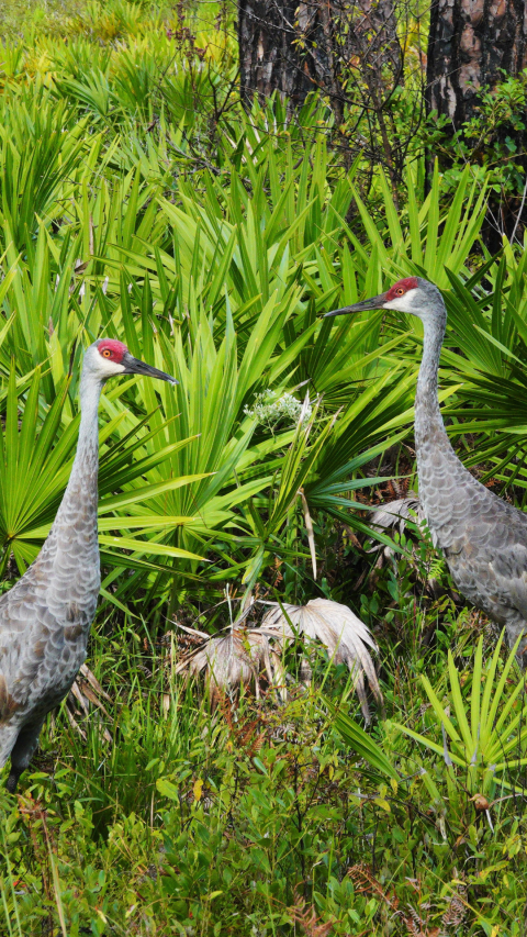 Two sandhill cranes face each other as they stand amongst a background of lush green plants.