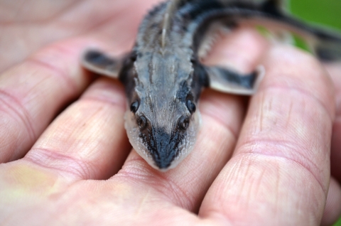 A biologist holds a juvenile lake sturgeon in hand