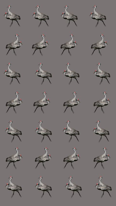 A graphic of sandhill cranes organized in rows against a gray background.