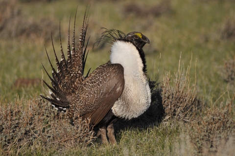 A large brown bird with pointy feathers and a white collar around its neck.