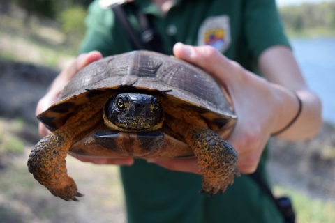 A biologist holds a wood turtle
