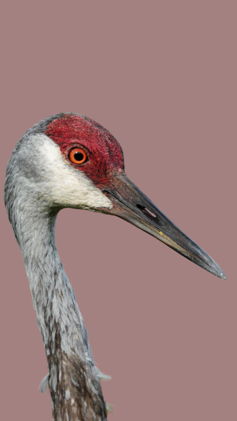 A close-up of a sandhill crane's face and neck. The background is a pale purple color. 