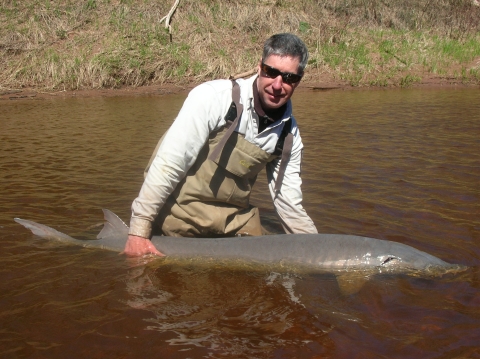 A biologist stands in a river holding a large lake sturgeon at the surface of the water