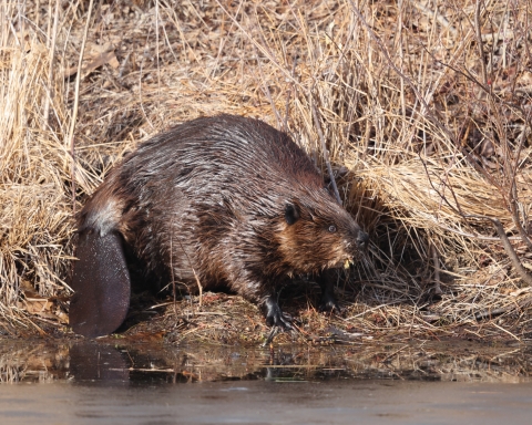 A beaver sits on a mat of vegetation next to some water
