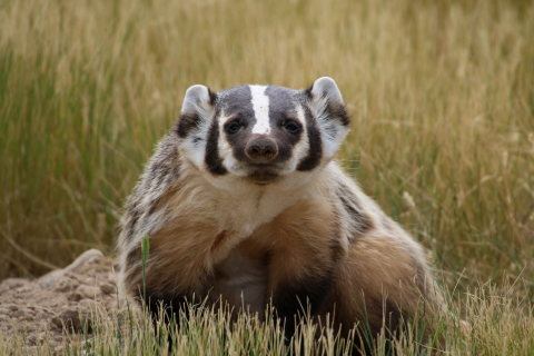 American badger