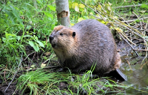 A beaver sits on land next to a small tree