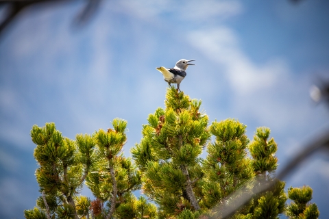 A small light gray bird with dark gray wings sits on top of a thick evergreen tree. The bird has a long curved beak. 