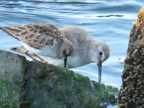 Two brown, gray & white shorebirds feeding on a moss/algae covered rock, next to blue water