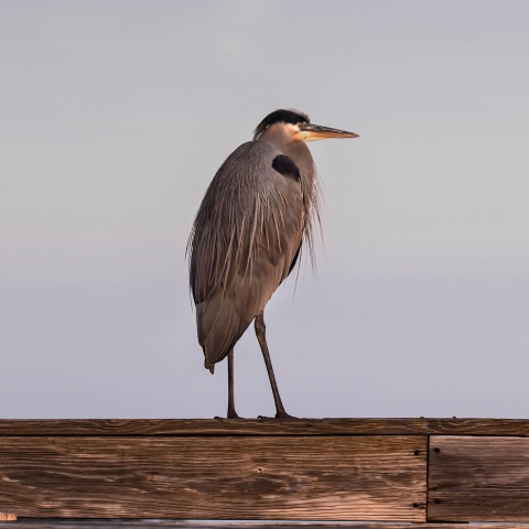 Great blue heron standing on the top rail of a wooden boardwalk against a light blue background.