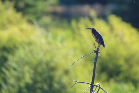 Green heron at National Elk Refuge