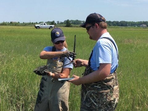 Two people wearing caps and waders perform fieldwork in a marsh. 