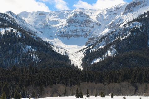 A closeup view looking deep into a snowy forested mountain is shown.