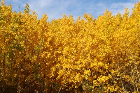 A stand of young aspen trees in full yellow foliage.
