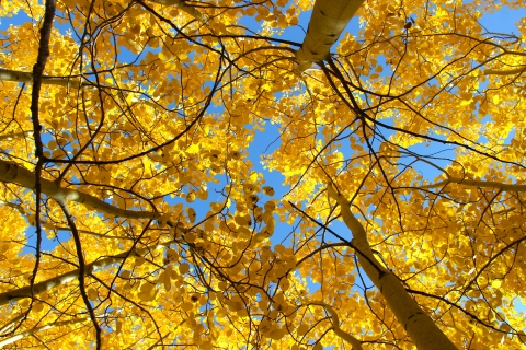 A view looking up into a blue sky with yellow aspen leaves all around.