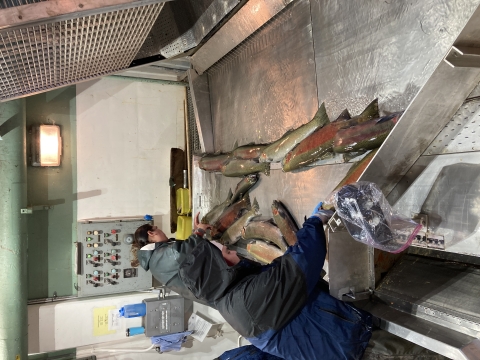 Several large steelhead are on a on a large, wet steel table. Two people in raingear are working, handling the fish. The work is being done indoors in an industrial environment.
