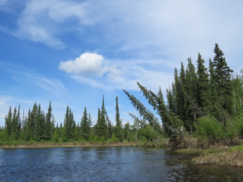 River with spruce and shrubs along the bank