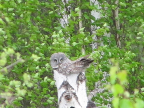 A blurry photo of a great gray owl on a snag in the forest