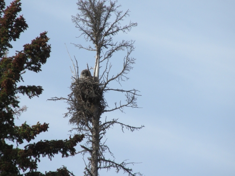 Great gray owl in a deep stick nest in a dead tree