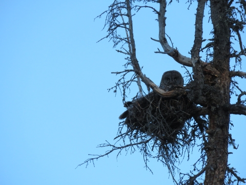 Dark photo of a great gray owl in a stick nest
