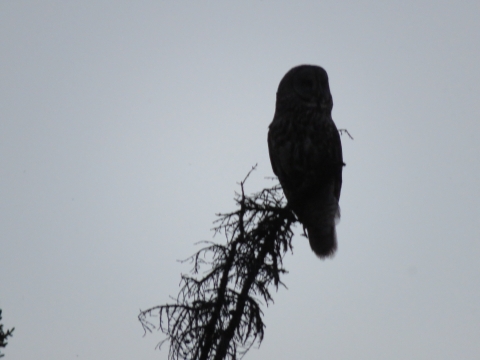 Silhouette of a great gray owl in a dead tree