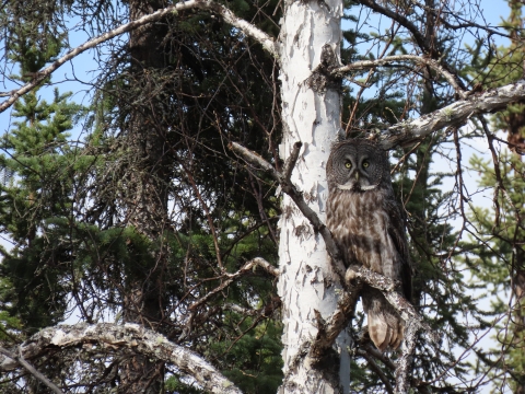 Great gray owl perched in a tree