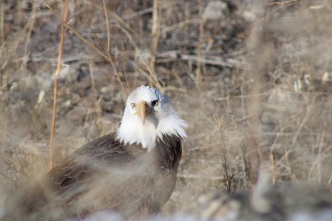 Bald eagle on ground