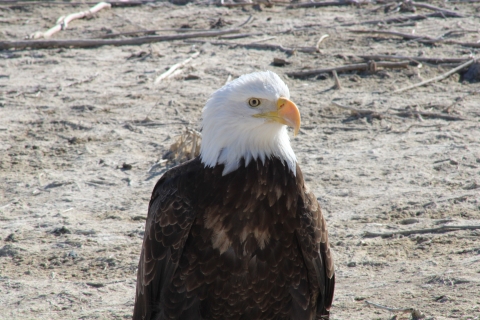 Bald eagle