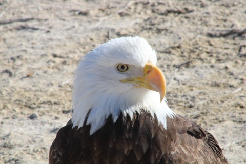 Bald eagle close-up