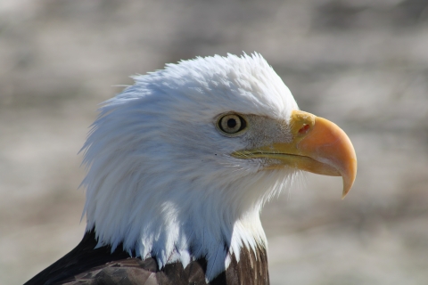 Bald eagle