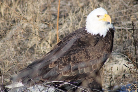 Bald eagle on ground