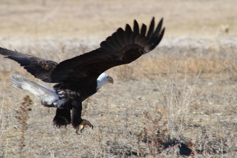 Bald eagle landing on ground