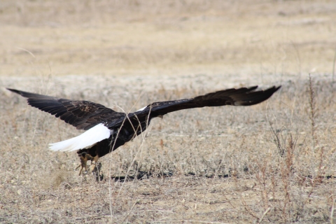 Bald eagle landed