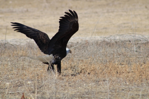 Bald eagle flapping wings