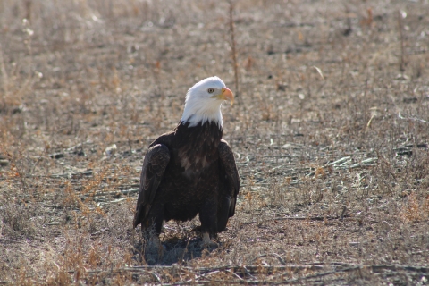 Bald eagle perched on ground