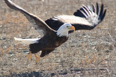 Bald eagle taking flight