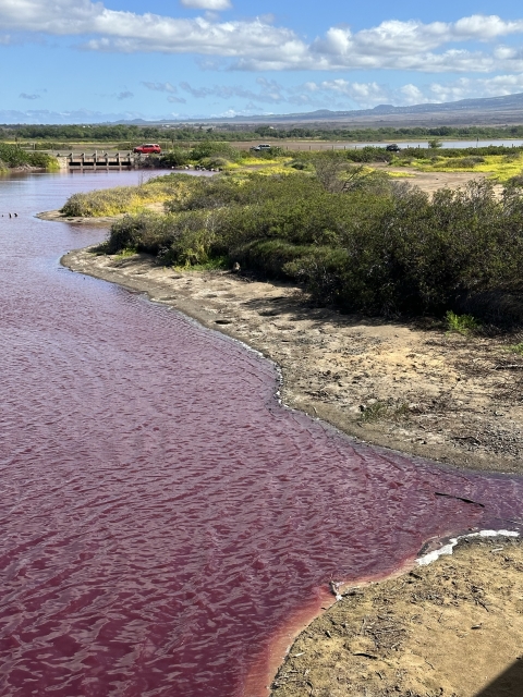 Pink water from purple sulfur bacteria at Keālia Pond