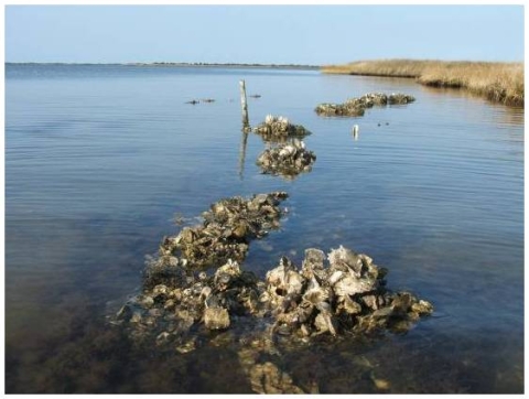 An oyster reef.