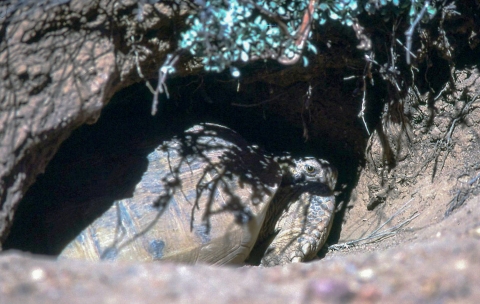 A large tortoise stands guard at a burrow entrance.