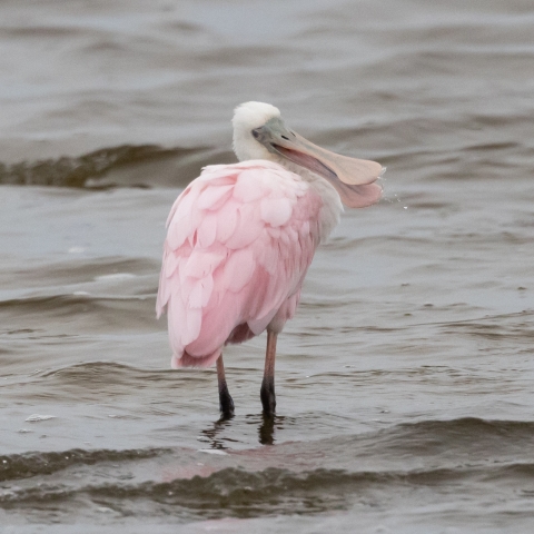 Large black/pink legged, pink and white feathered bird standing in water. Has a large & long bill shaped like a spoon