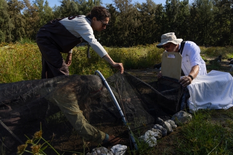 Duck Team capture endangered Laysan ducks