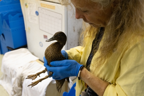 Hatch year Laysan duck waiting to be banded