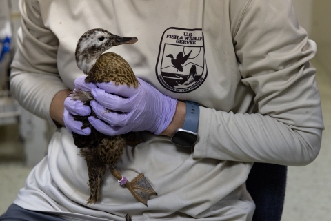 Adult Laysan duck in duck lab