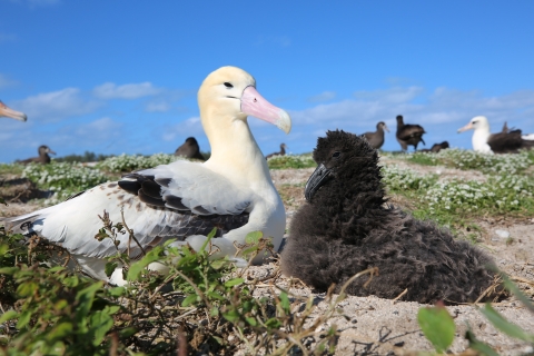 Short-tailed albatross George (left) sitting next to his chick (right).JPG