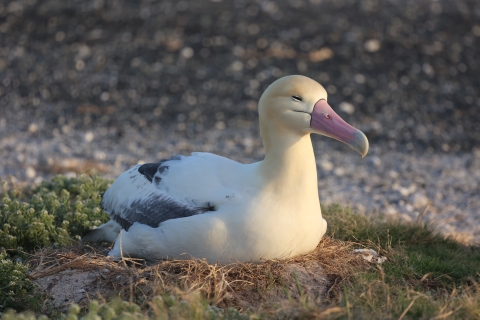 Short-tailed albatross George broods his chick on nest at Midway Atoll National Wildlife Refuge.