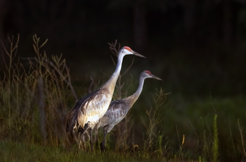 Two adult sandhill cranes stand near each other and look off in the same direction.