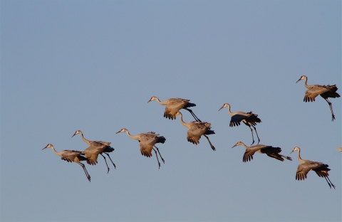 Nine sandhill cranes extend their legs as they begin their descent in the sky, preparing to land.