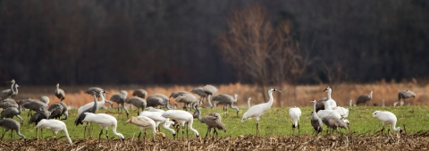 A mixed flock of sandhill cranes and whooping cranes feed together in an open field.