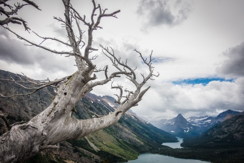 The skeletal trunk of a dead pine tree reaches out towards a glacial valley. The valley is filled with water and greenery with tall mountains on either side. 