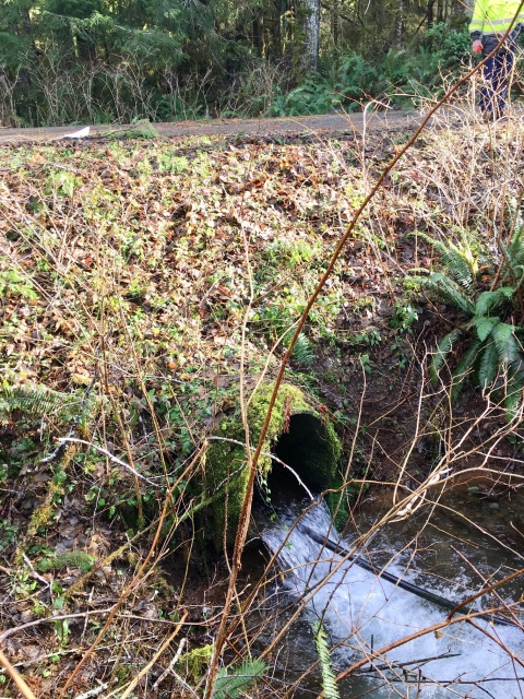 A mossy perched culvert that is old and impedes fish passage.