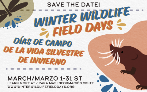 “Save the date” colorful graphic with a cartoonshrew and dragonfly next to the text “Winter Wildlife Field Days. March 1-31st. Learn more at www.WinterWildlifeFieldDays.org.” Text also reads in Spanish “Dias de Campo: Vida Silvestre en invierno. Marzo 1-31st. Para más información visite www.winterwildlifefielddays.org.” Graphic is decorated with colorful dots and flowers in style reminiscent of alebrijes from Mexican folk art. 